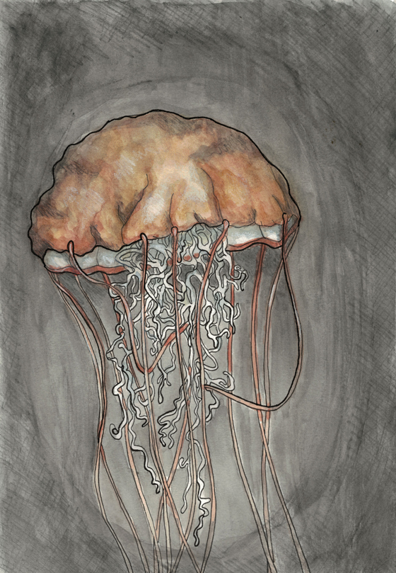 Jellyfish