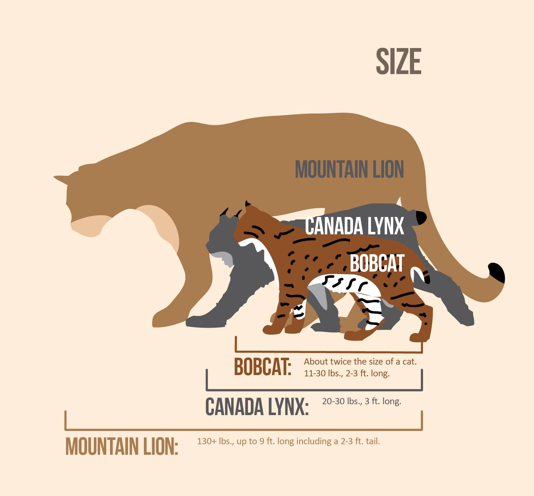 Size Comparisons of Cats