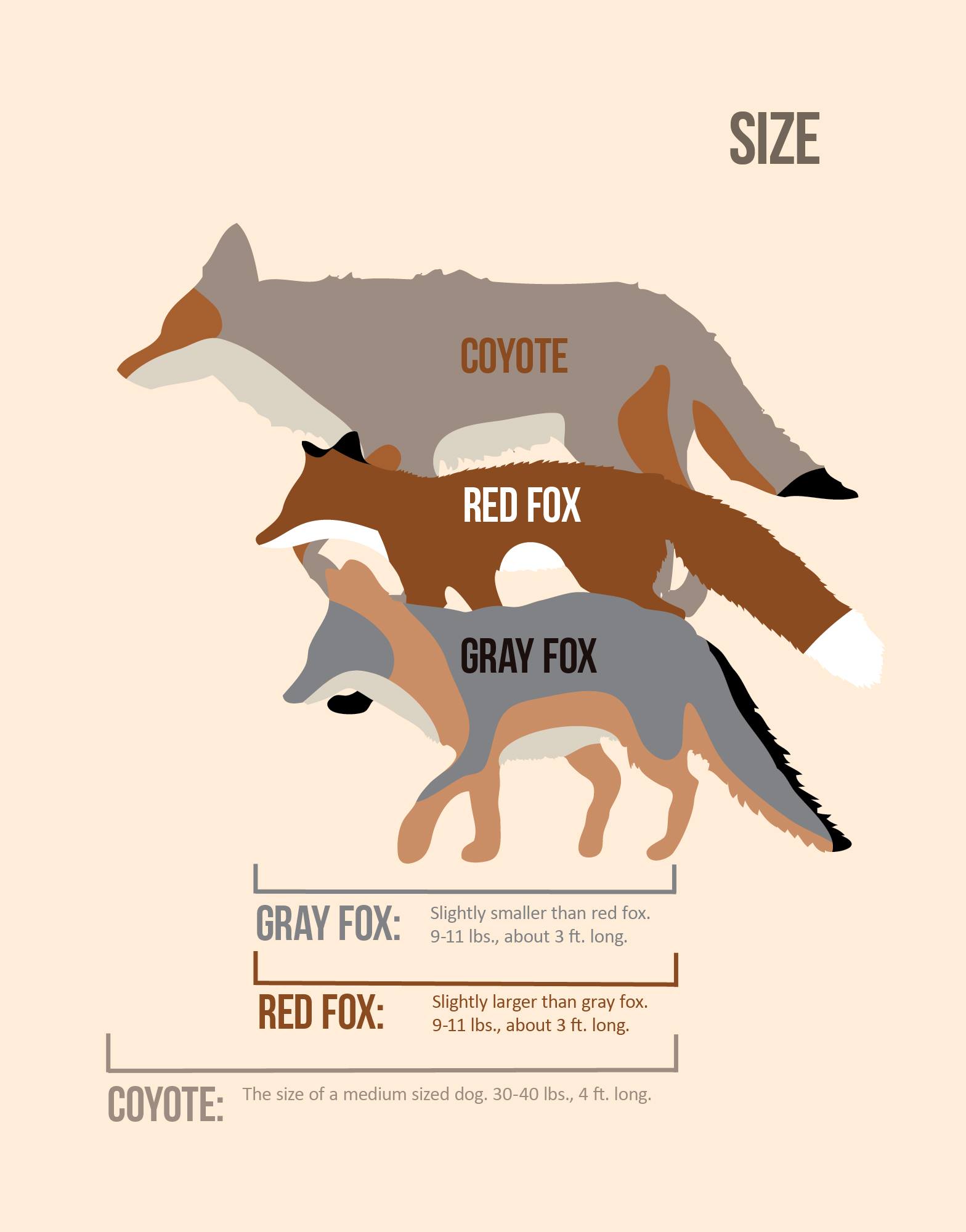 Size Comparisons for Coyotes and Foxes