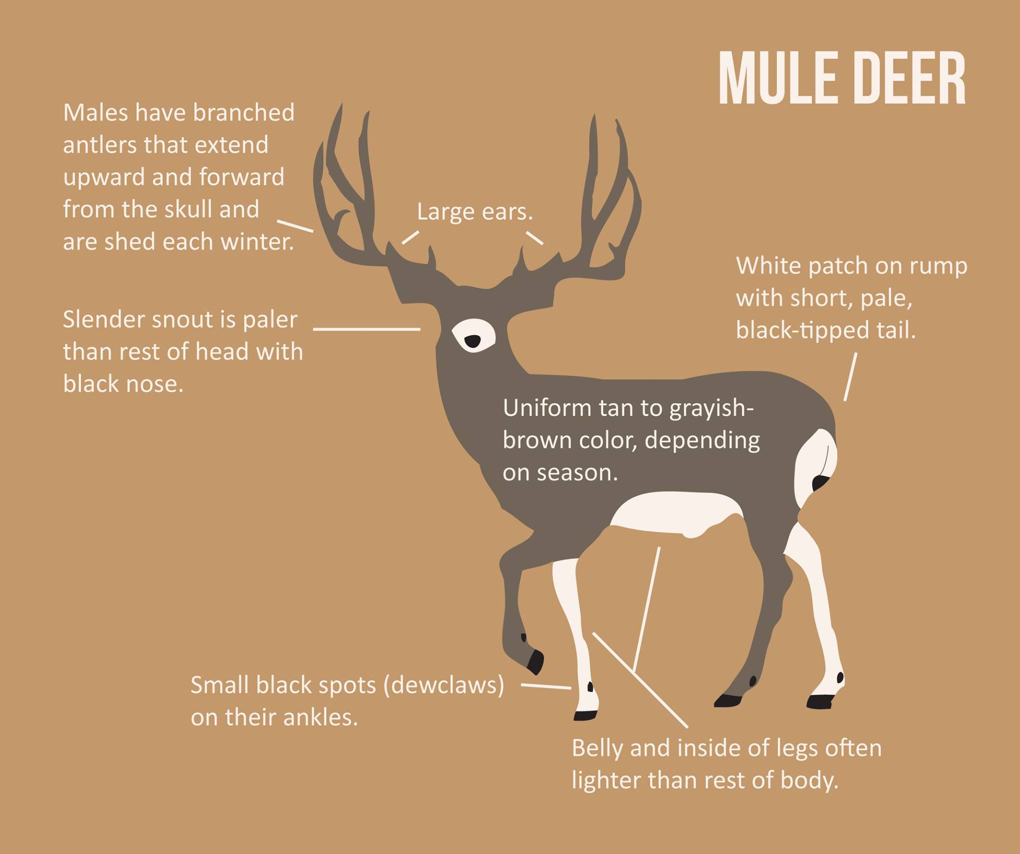 How to Identify Mule Deer Illustration