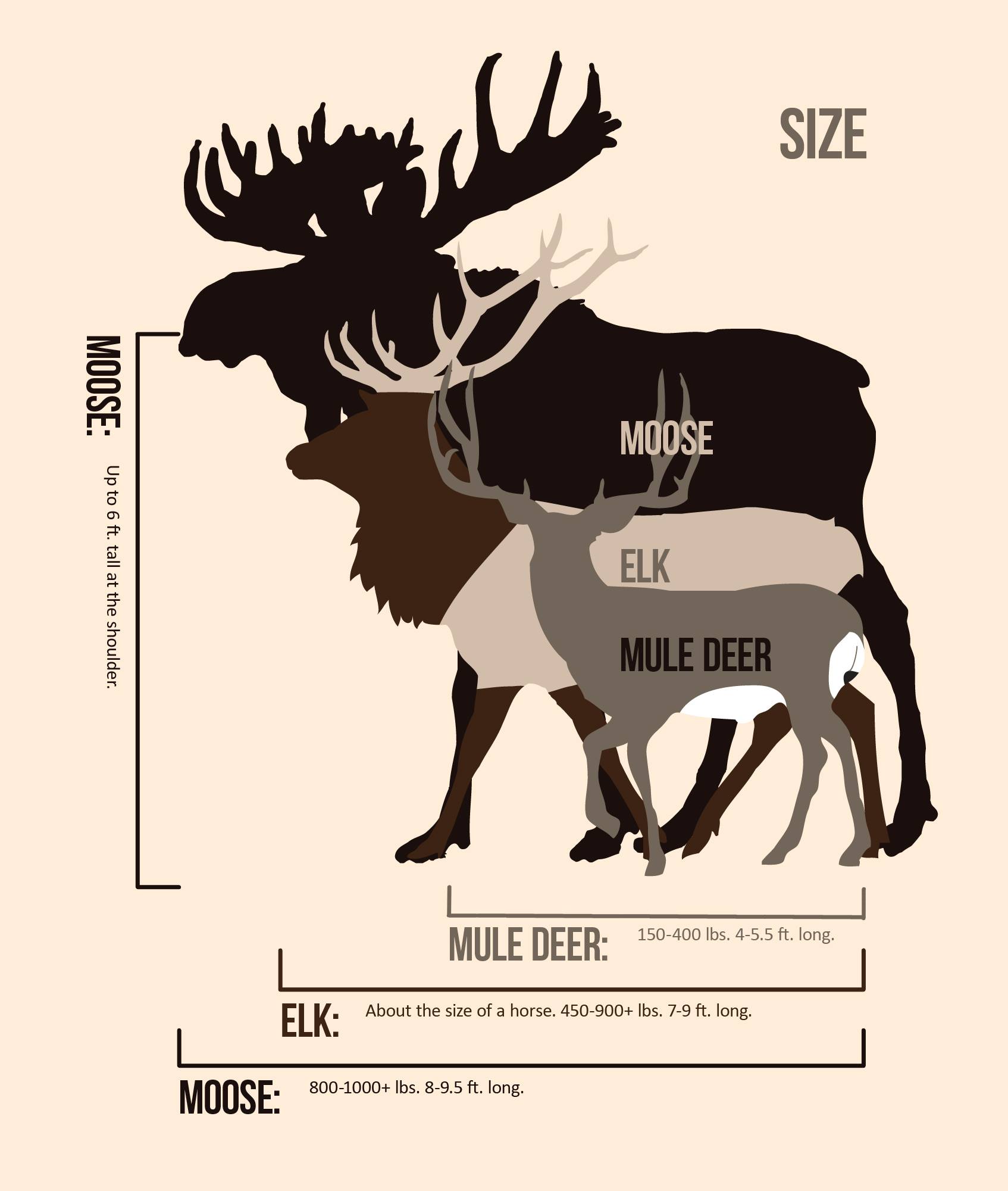 Size Comparisons for Moose, Elk, and Mule Deer