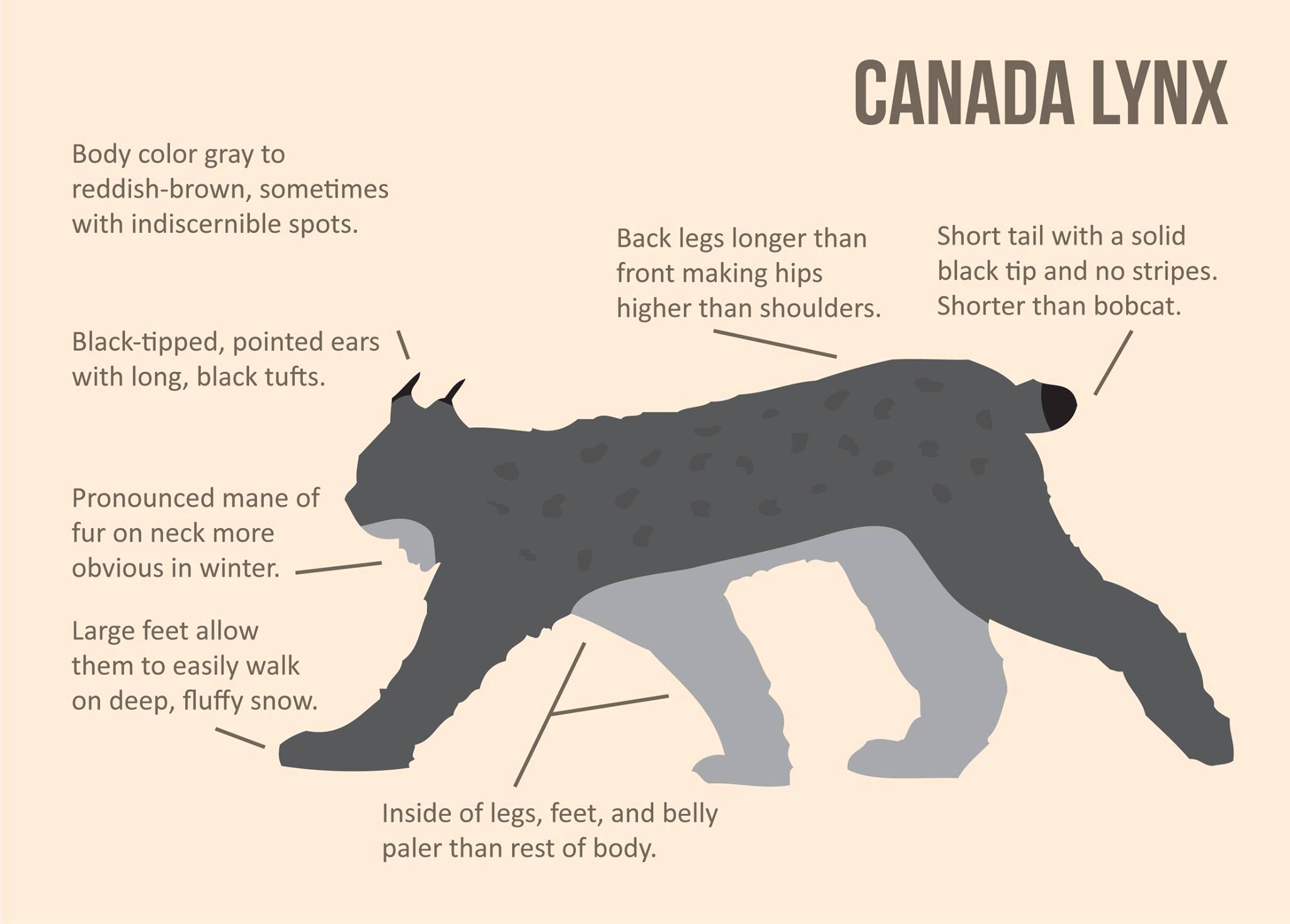 How to Identify Canada Lynx Illustration