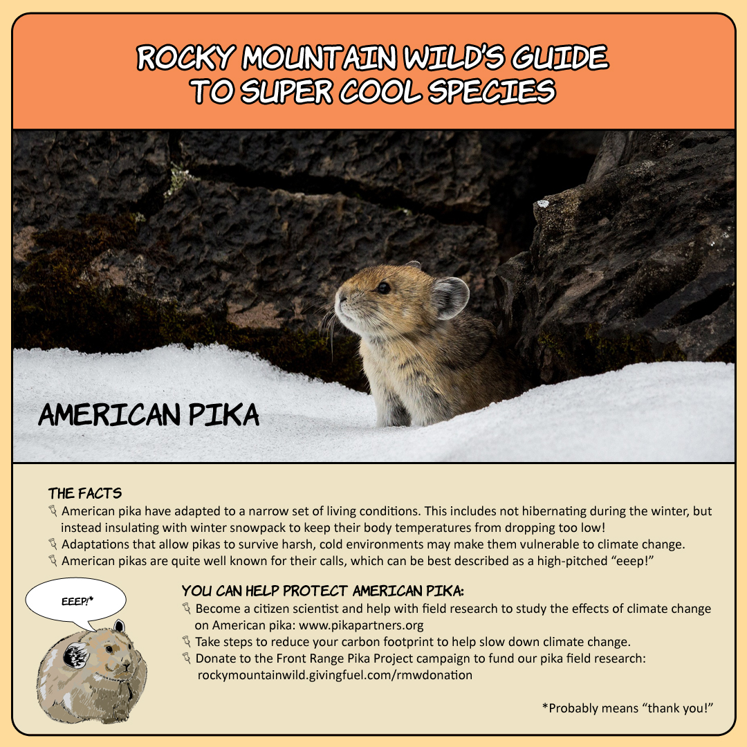 American Pika Super Species Card