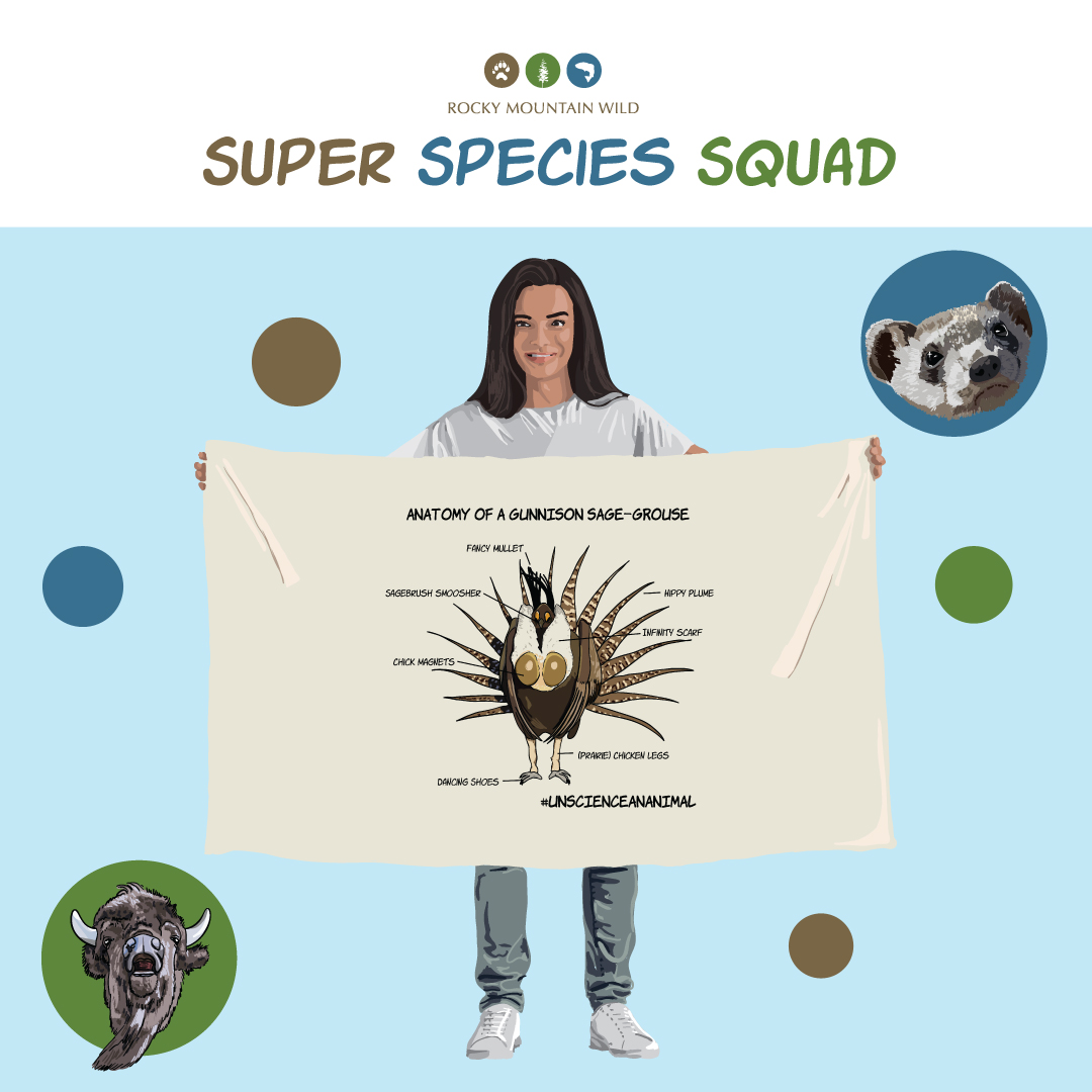 Super Species Squad Illustration - Gunnison Sage-Grouse