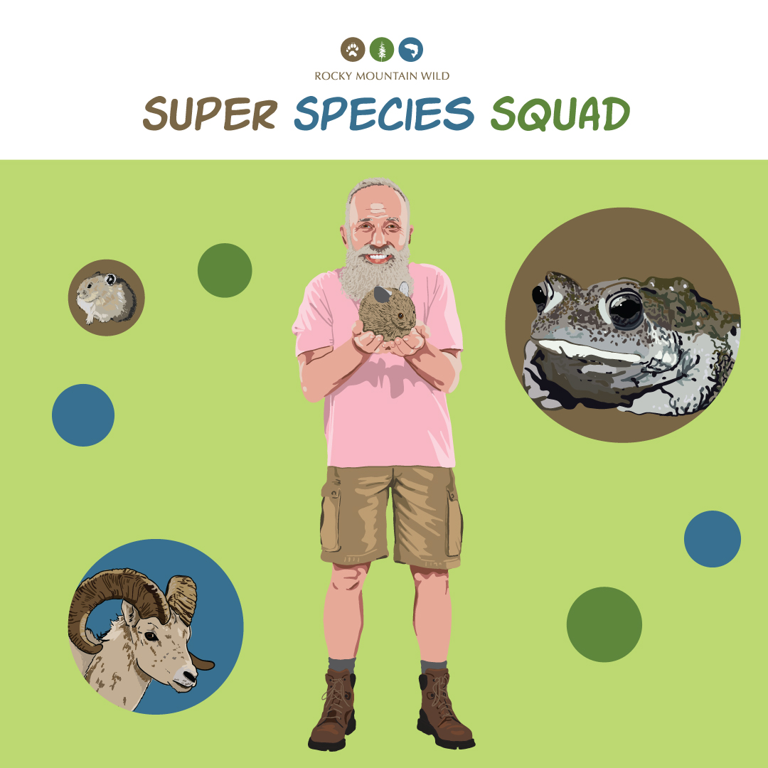 Super Species Squad Illustration - American Pika