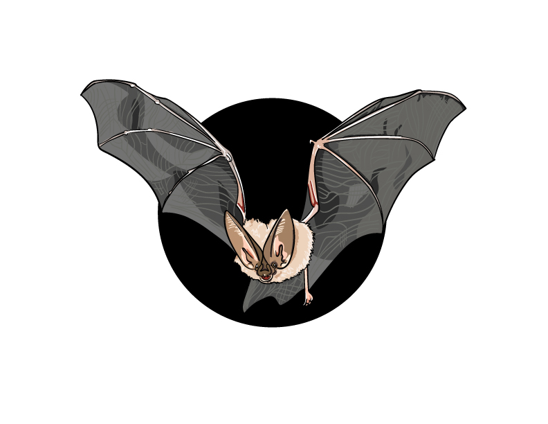 Townsend's Big-Eared Bat