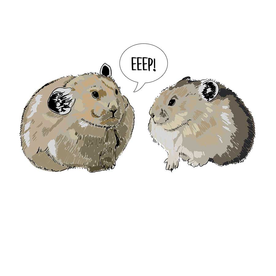 Two American Pikas