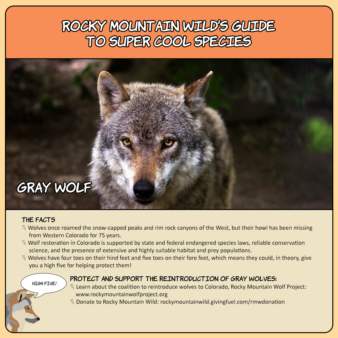 Gray Wolf Super Cool Species Card